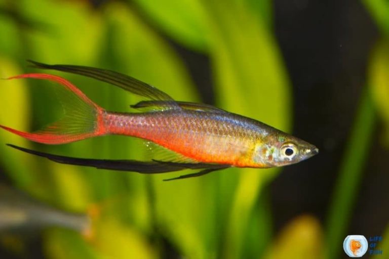 Do Rainbowfish Eat Plants? 9 Important Facts For Aquarists