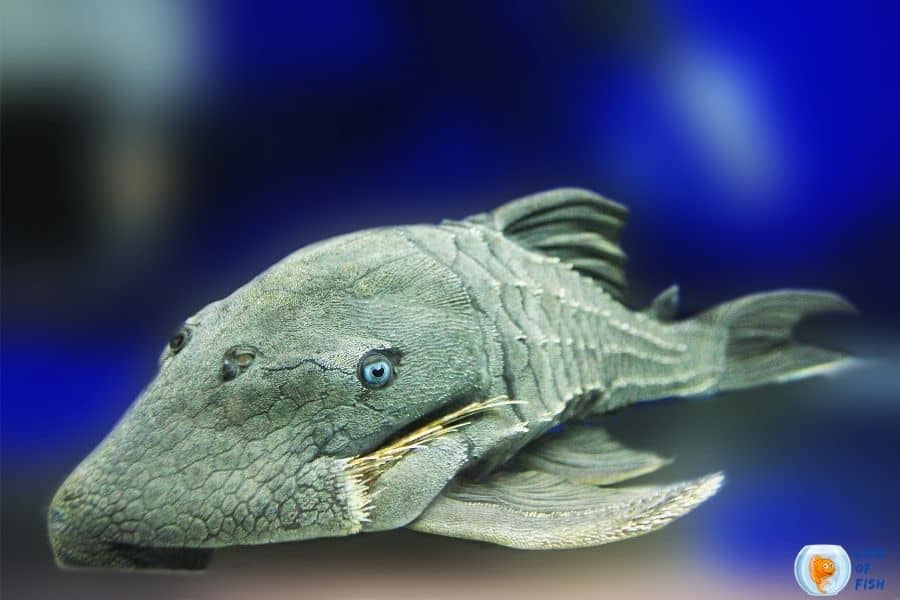 Rhino Pleco