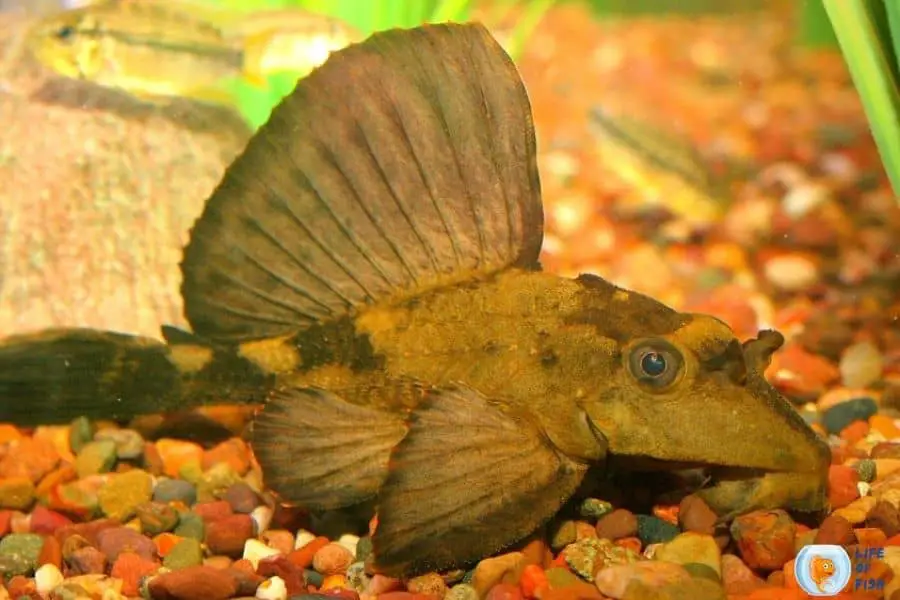 Rhino Pleco