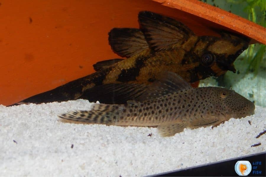 Pterygoplichthys scrophus