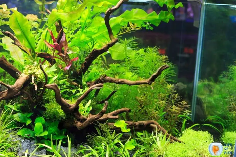 Tap Water For A Planted Tank