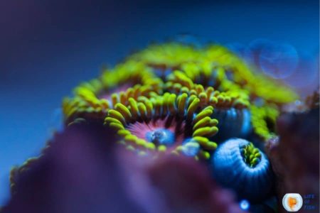 Why are my Zoanthids not opening? | 9 Reasons To Consider |