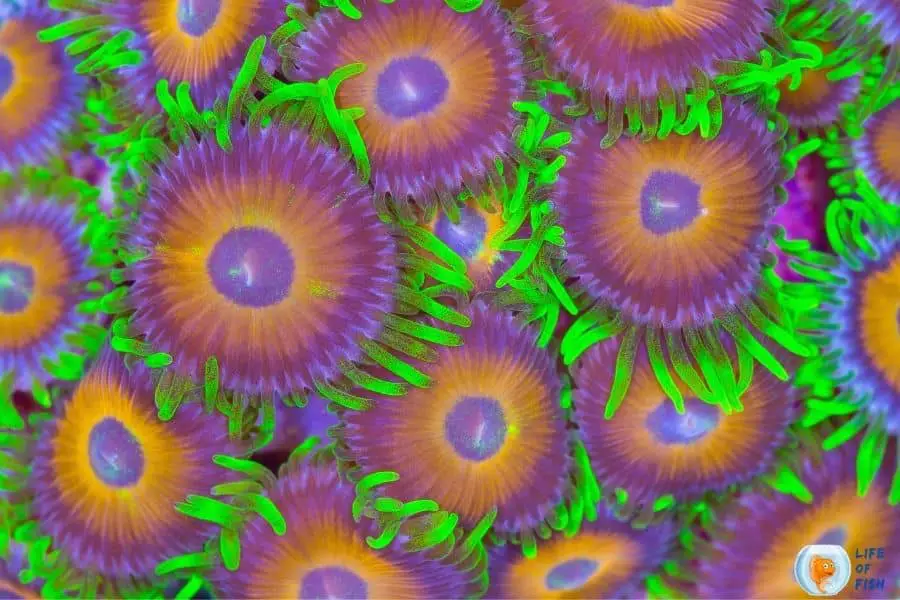 Zoanthids not opening