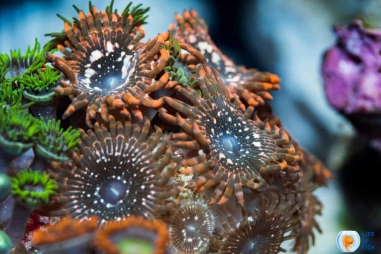 Why are my Zoanthids not opening? 9 Reasons To Consider