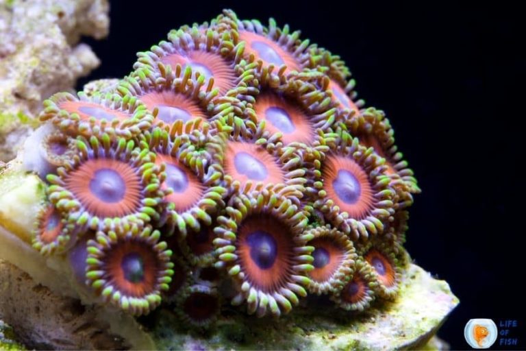Why are my Zoanthids not opening? 9 Reasons To Consider