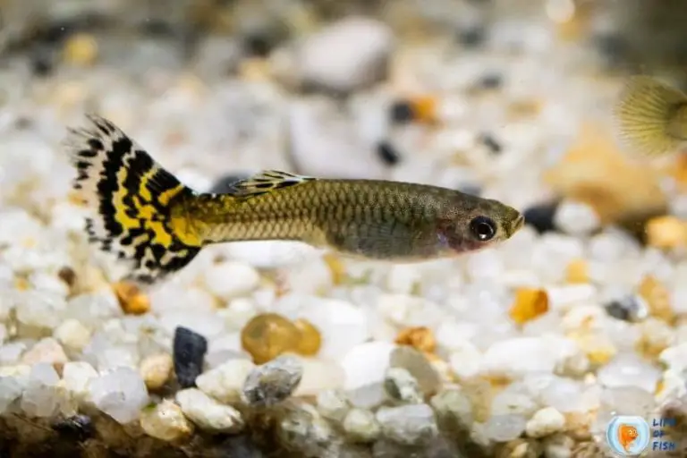 Cobra Guppy (Poeciliia reticulata) Ultimate Care Guide