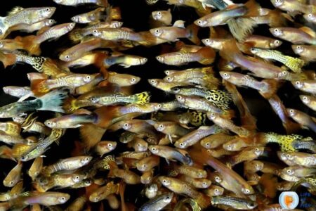 Guppies Continue To Get Dropsy And Die : What To Do?