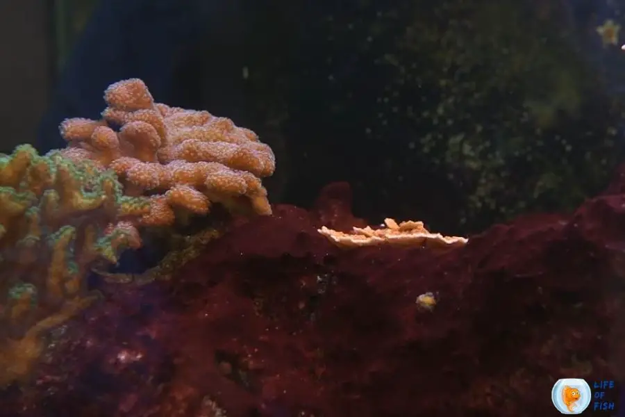 cyanobacteria in reef tank