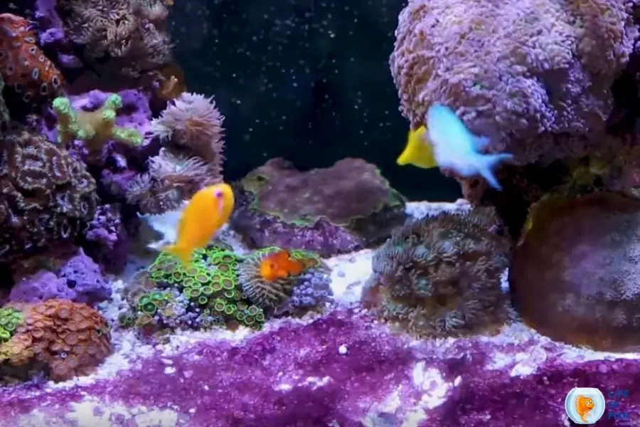 cyanobacteria in reef tank