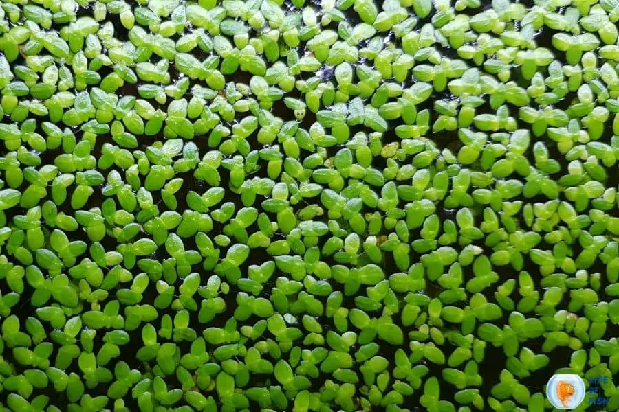 duckweed