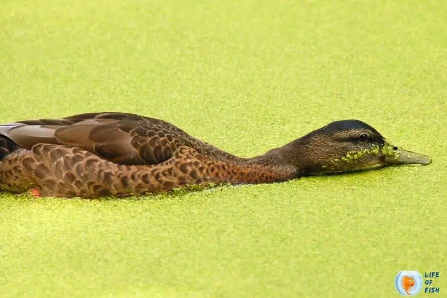 How To Get Rid Of Duckweed Naturally