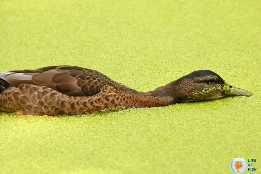 duckweed