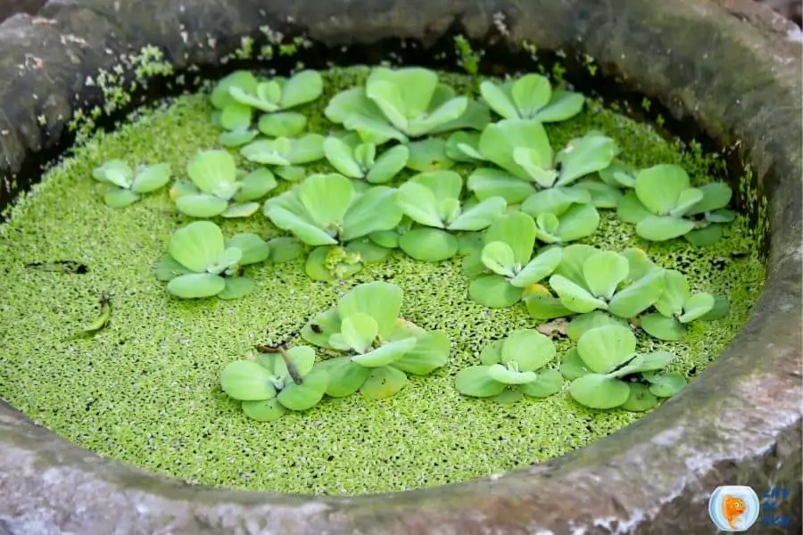 duckweed