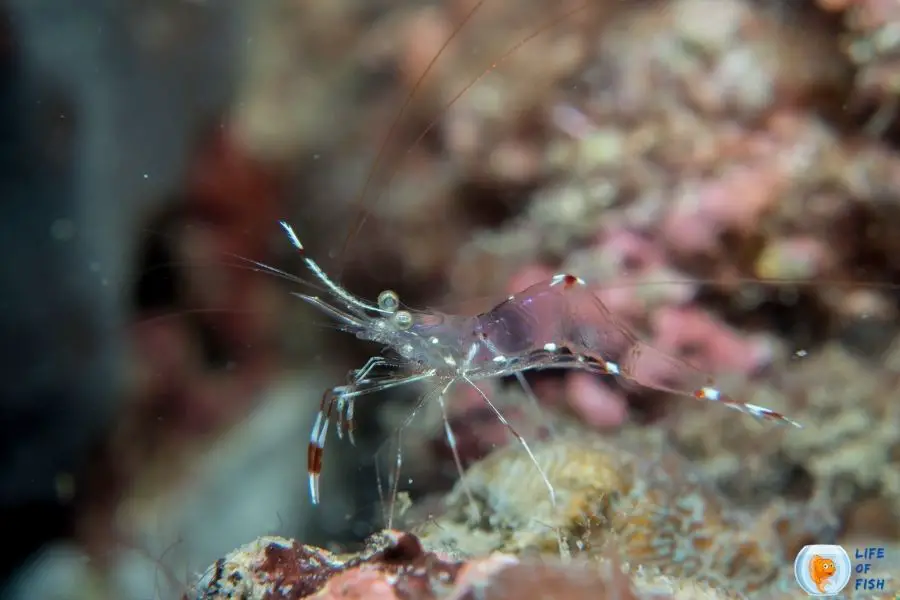 male and female ghost srimp