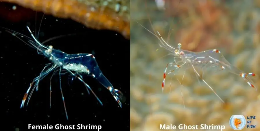 male and female ghost srimp