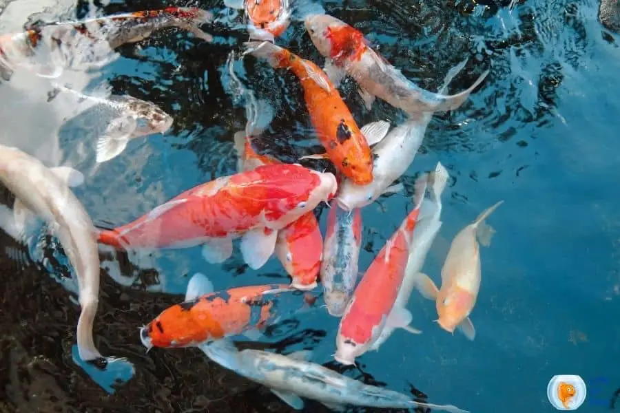 Can Koi Fish Survive In Cold Water? | Lesser Known Facts About Koi Fish|
