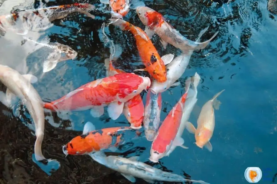 koi fish survive in cold