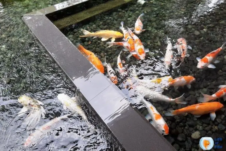 can-koi-fish-survive-in-cold-water-lesser-known-facts-about-koi-fish