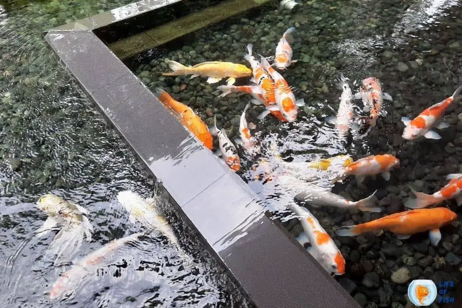 koi fish survive in cold