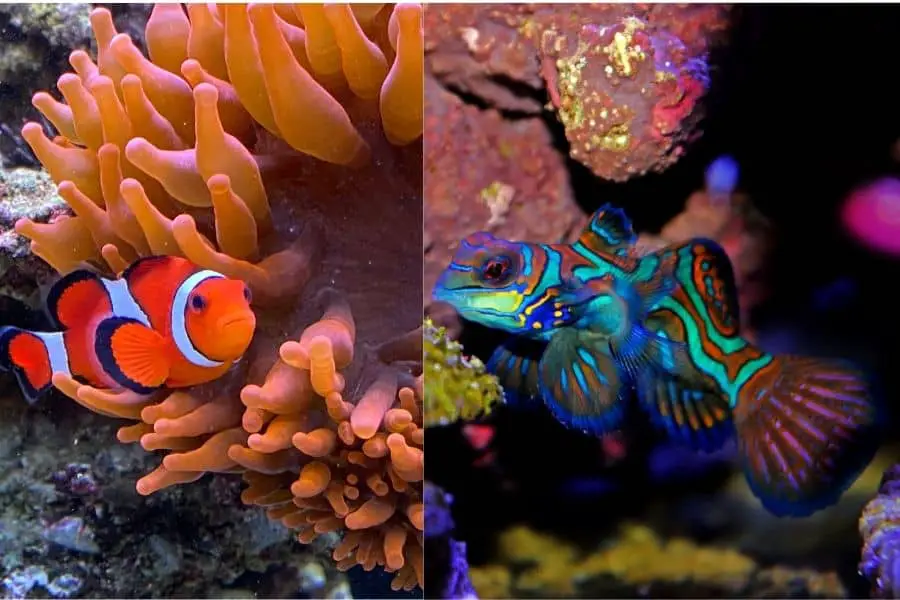 mandarine goby and clownfish