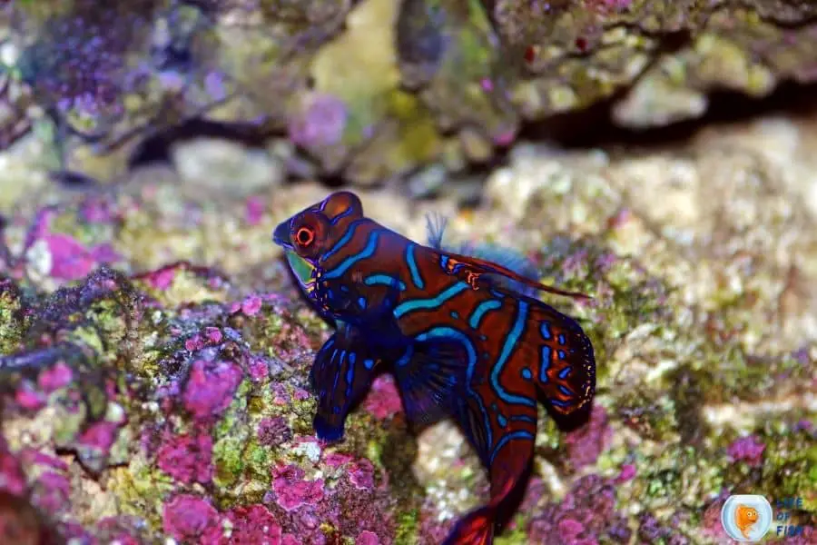 mandarine goby and clown fish