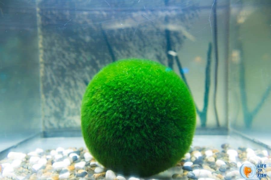 marimo moss balls