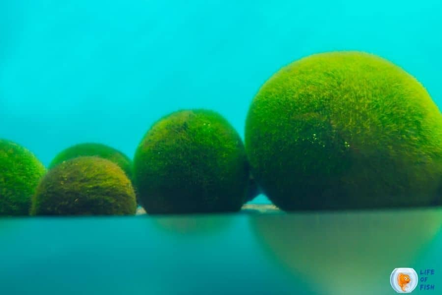 marimo moss balls