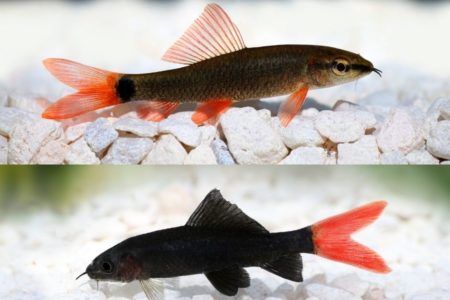 Differences And Similarities Between Rainbow and Red Tail Shark