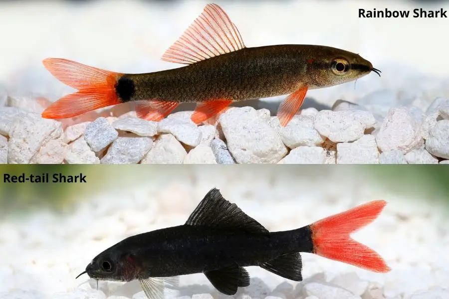 rainbow shark and redtail shark