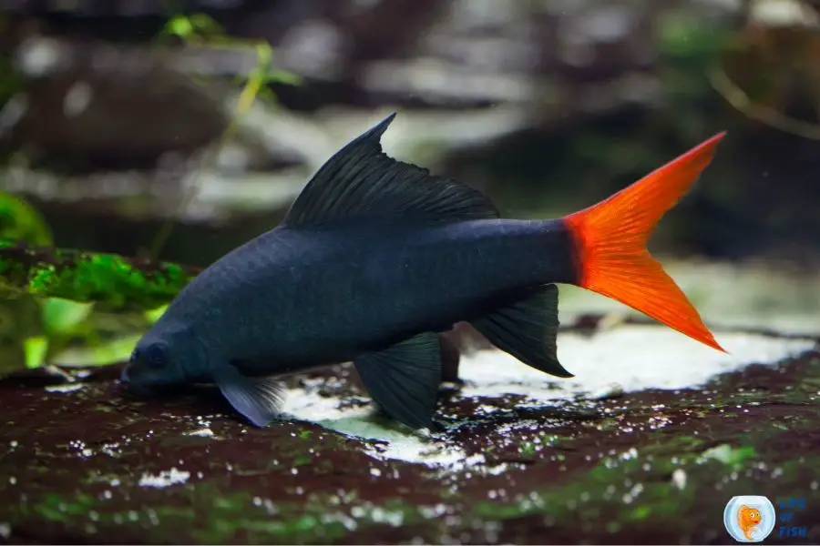 rainbow shark and redtail shark