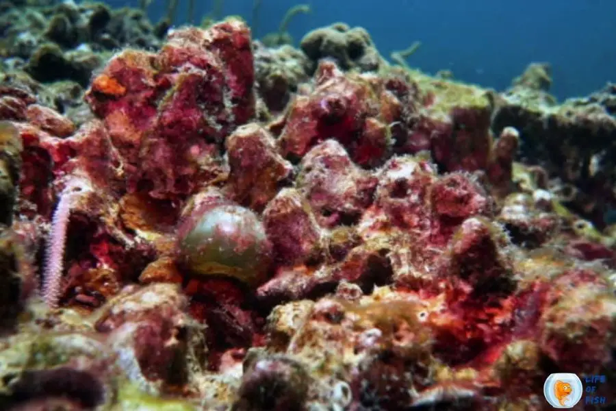 red bubble algae