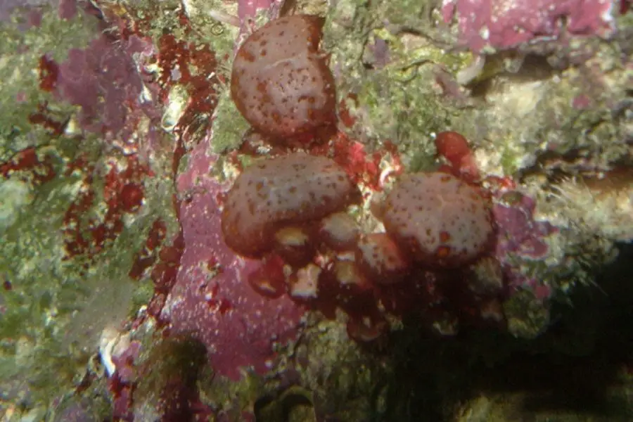 red bubble algae