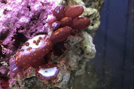9 Ways To Get Rid Of Red Bubble Algae In Your Reef Aquarium