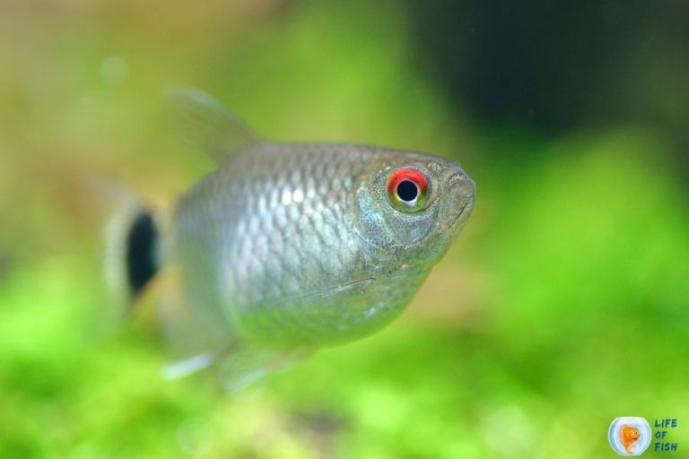 Do Red Eye Tetras Eat Plants? 6 Other Food Red Eye Tetra Eat.