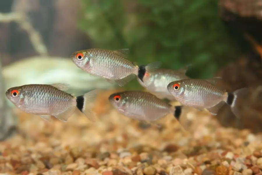 Red Eye Tetras Eat