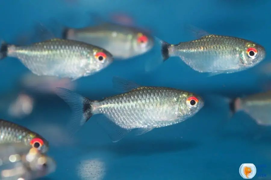 Red Eye Tetras Eat