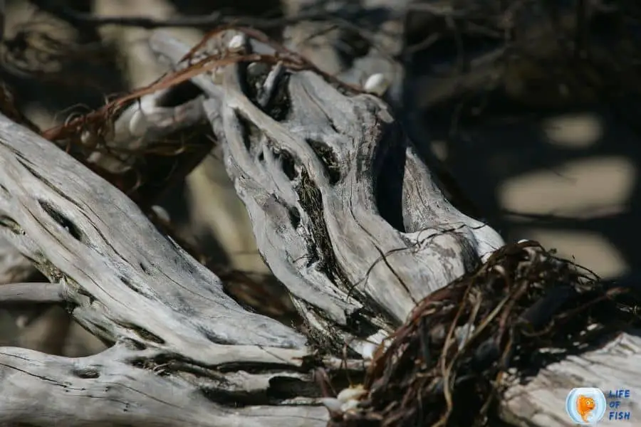 drift wood