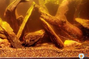 3 Super Easy Ways To Get Rid Of Tannins In Fish Tank