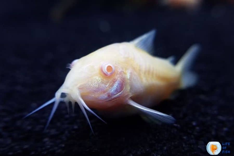 Albino Cory Catfish