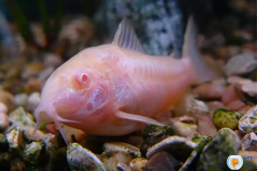 Corydoras aeneus