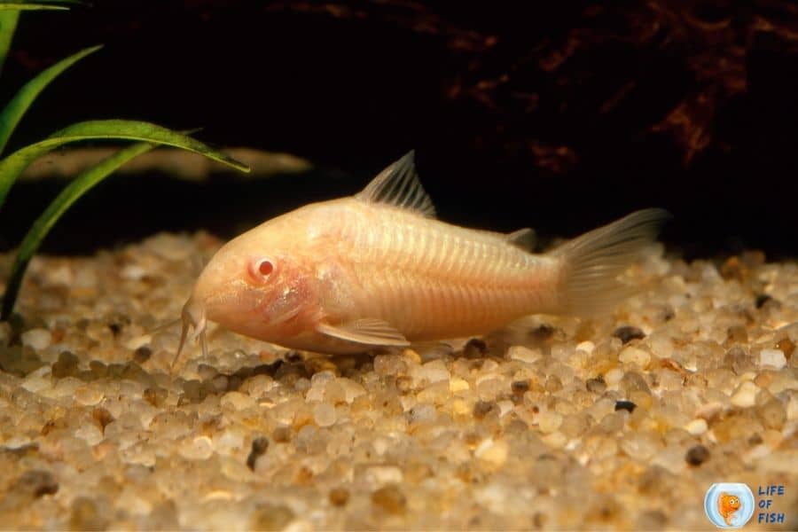 Albino Cory Catfish