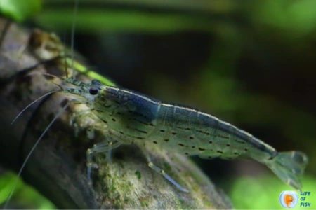 Do Amano Shrimp Need A Filter? | 8 Important Facts To Know |
