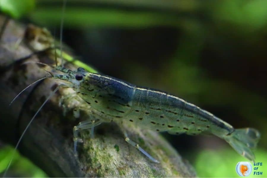 Amano Shrimp need a filter