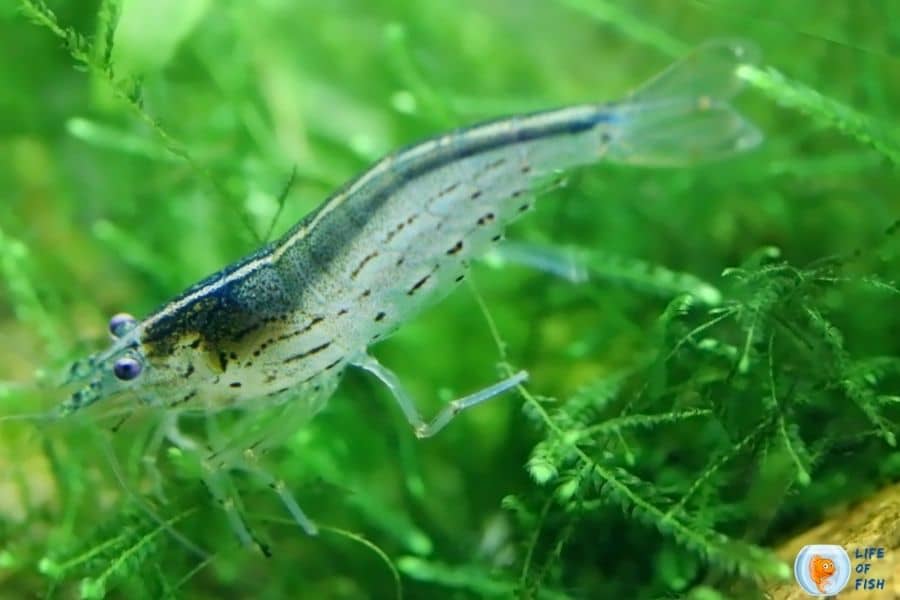 Aquarium Shrimp for Beginners