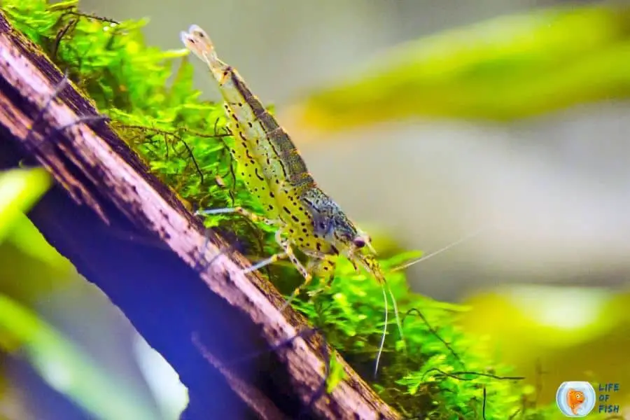 Amano Shrimp need a filter