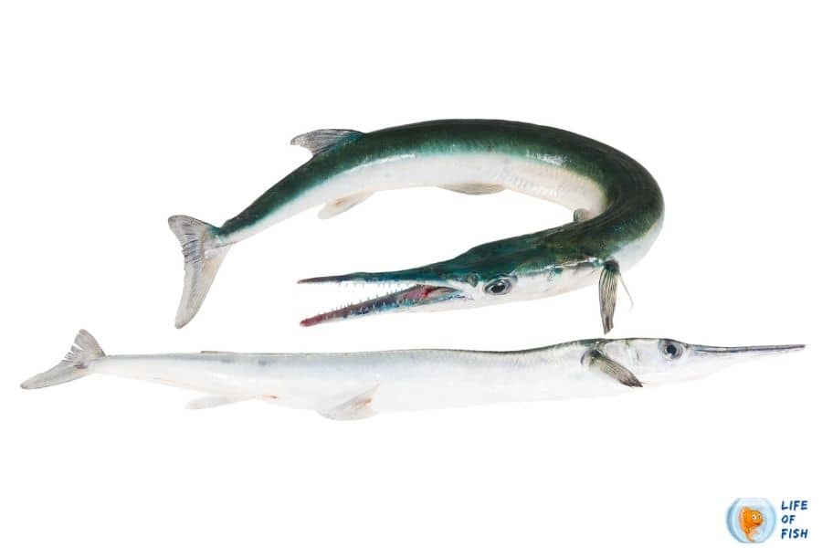 Houndfish