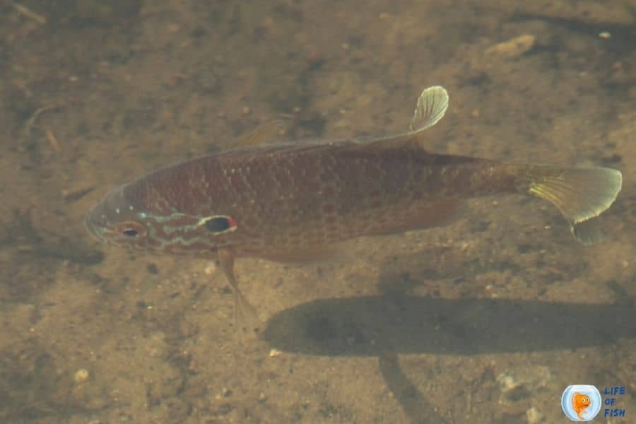 Lake sunfish