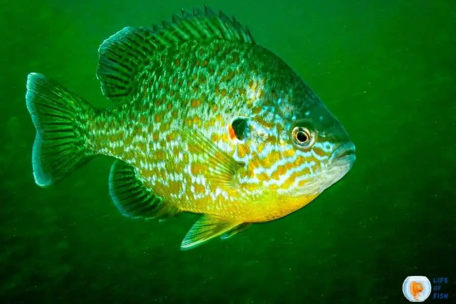 Lake sunfish