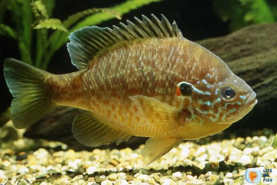 Lake sunfish