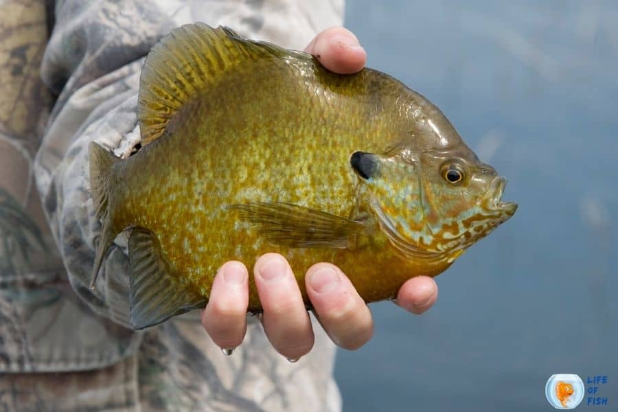 Lake sunfish